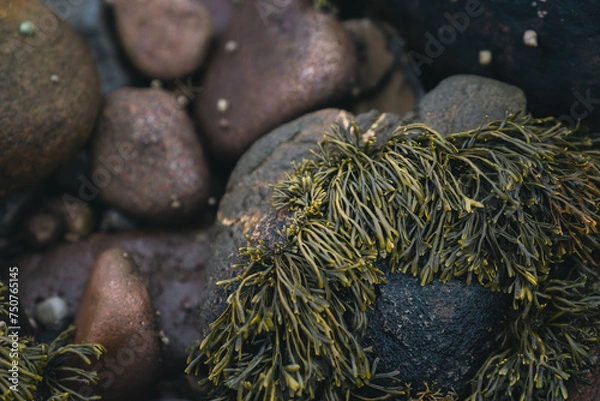 Obraz Seaweed on a stone