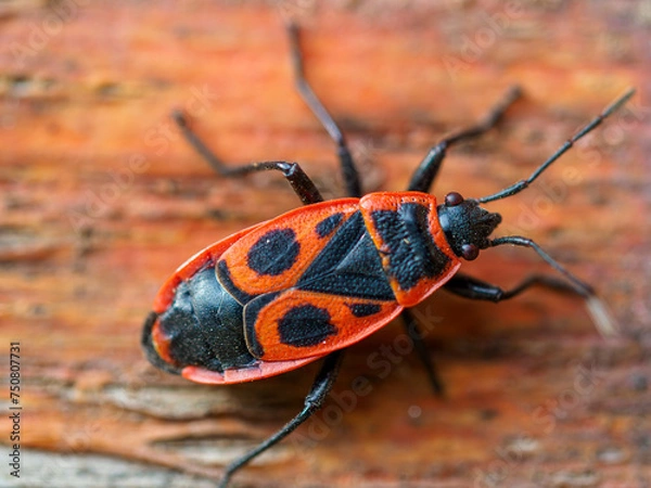 Obraz Firebug - Pyrrhocoris apterus