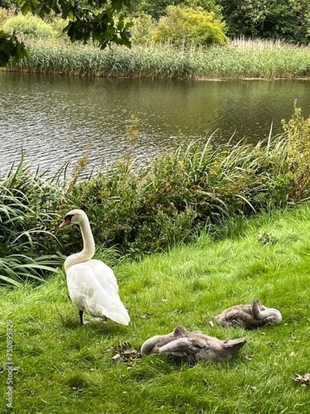 Obraz swans on the lake