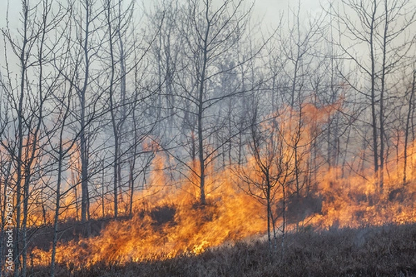 Obraz Forest fire