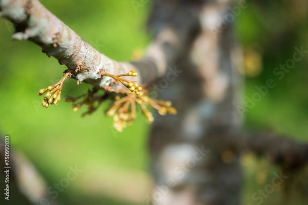Fototapeta durian flower growing from emergence.,Durian flowers are growing from the branches of the durian.