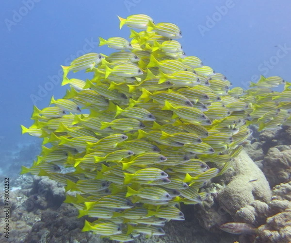 Obraz Scuba Diving Underwater