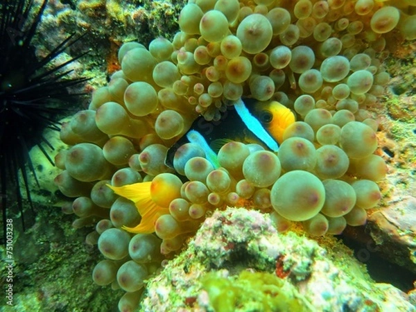 Obraz Scuba Diving Underwater