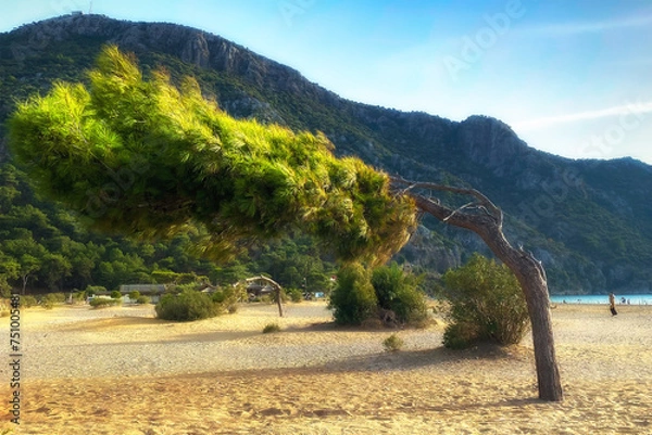 Fototapeta Lonely pine tree on beach by sea backdrop of mountains. Mediterranean Sea, Turkey.
