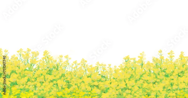 Obraz 菜の花畑　背景素材　野原　シンプル　白背景　透過　横長