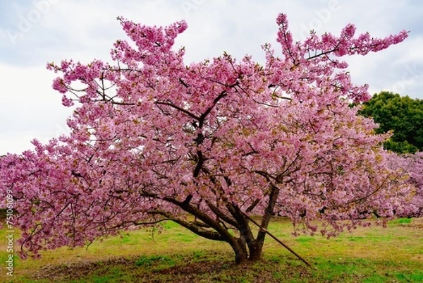 Fototapeta 豊前の河津桜