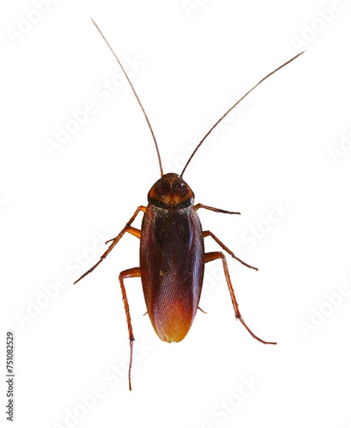 Fototapeta Close-up view of brown winged cockroach isolated on Transparent background.