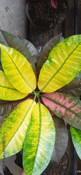 Fototapeta Codiaeum variegatum yellow leaf