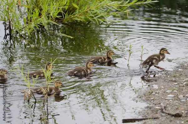 Fototapeta Mallard Ducklings