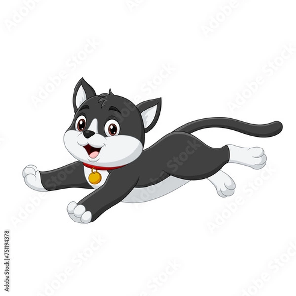 Obraz black and white cat 