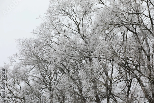 Fototapeta White snow on a bare tree branches on a frosty winter day, close up. Natural background. Selective botanical background.