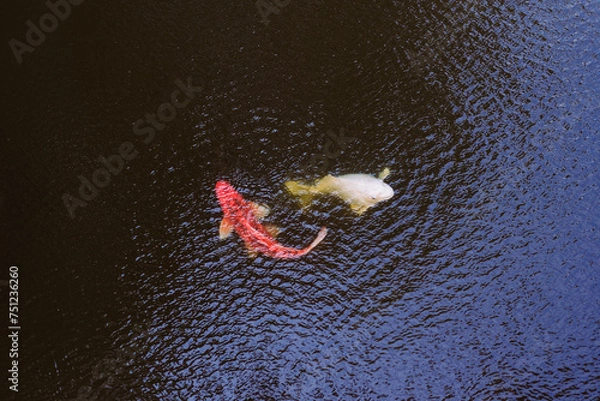 Obraz Koiteich mit Seerosen 