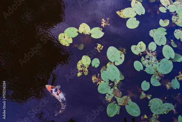 Obraz Koiteich mit Seerosen 