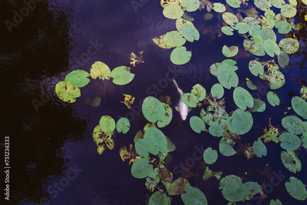 Obraz Koiteich mit Seerosen 