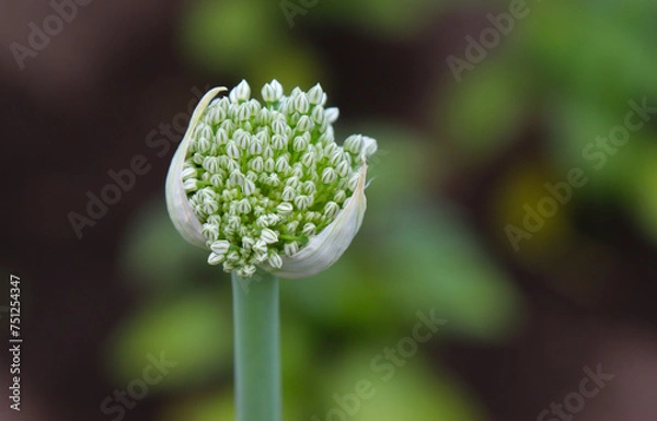 Fototapeta The head of an onion inflorescence.