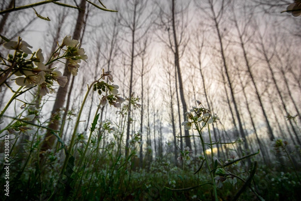 Obraz Bosque y flores