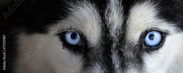 Obraz siberian husky