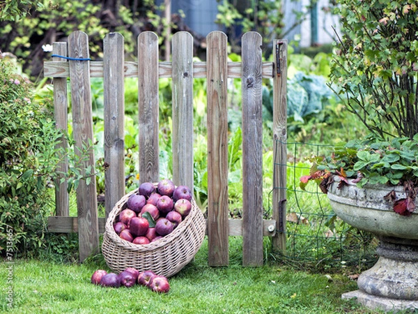 Obraz Panier de pommes rouges devant barrière en bois