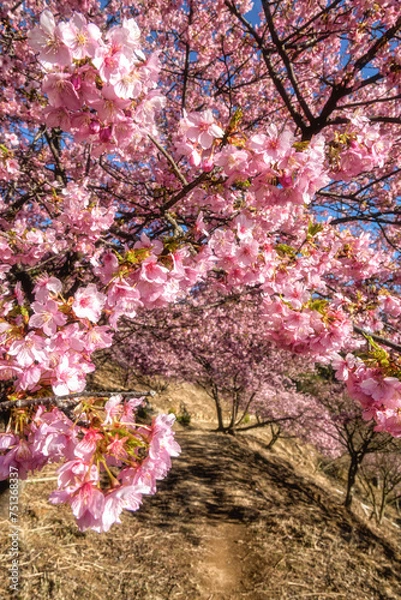 Fototapeta 雨引観音の河津桜