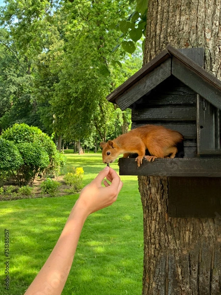 Obraz person feeds squirrel