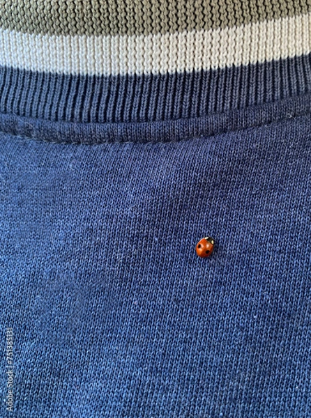Obraz ladybug on jeans