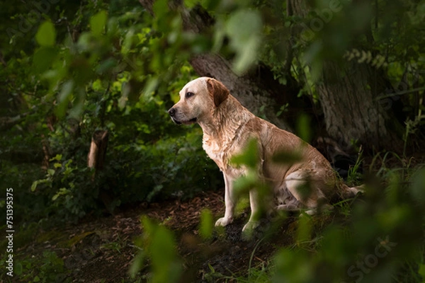 Obraz Labrador