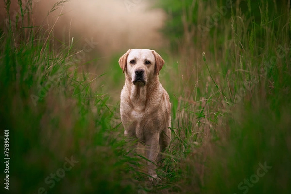 Obraz Labrador