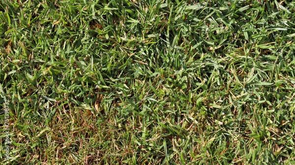 Obraz green grass background