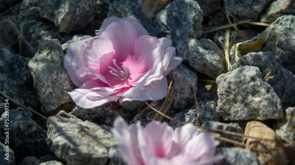 Obraz pink rose on the stone