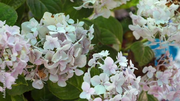 Obraz white lilac flowers