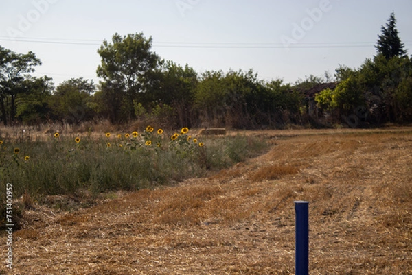 Obraz field and sky