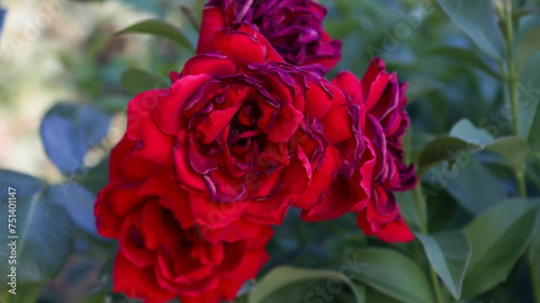 Obraz red rose in the garden