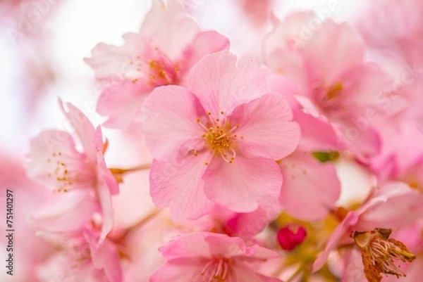 Fototapeta サクラ