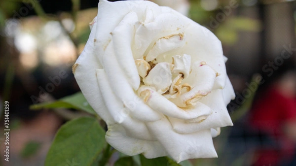 Obraz white rose flower