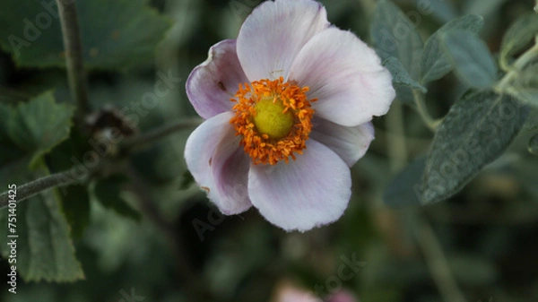Obraz flowers in the garden