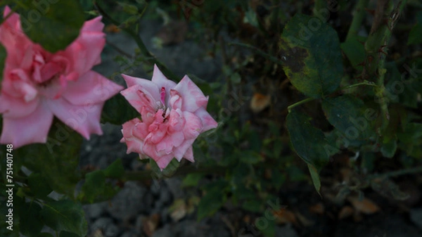 Obraz pink rose in garden