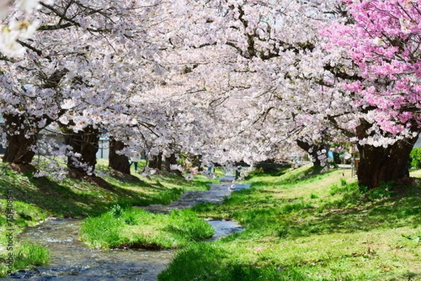 Obraz 観音寺川の桜並木。猪苗代、福島、日本。4月下旬。