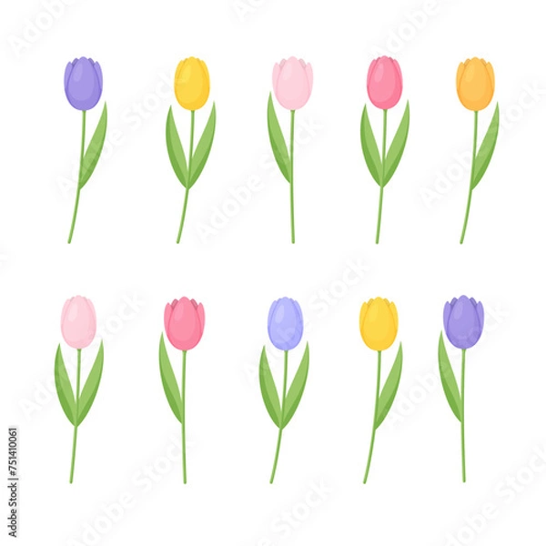 Fototapeta Set of colorful tulips isolated on white background. Vector illustration. 