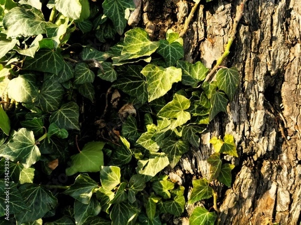 Fototapeta Baumrinde, mit Efeu bewachsen