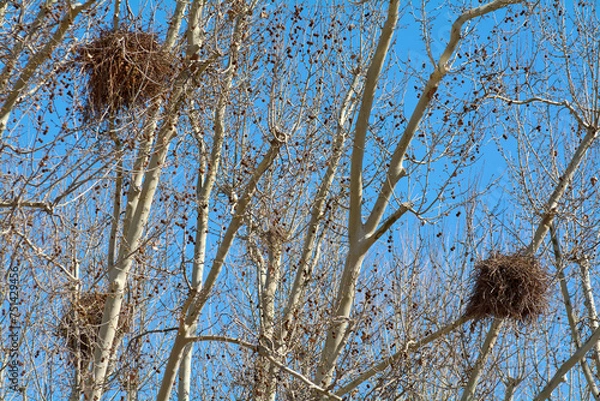 Fototapeta Large, brown parrot nests, highlighted against a clear blue sky and bare branches, evoking a tranquil and natural scene in the city of Barcelona in Spain.