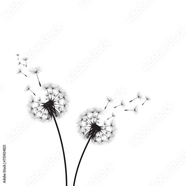 Obraz vector dandelion blowing seeds with flower background for banner poster, cards, and template. Vector illustration dandelion time. Black Dandelion seeds blowing in the wind. The wind inflates a dandeli