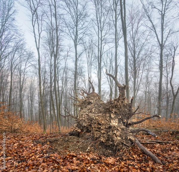 Fototapeta Late autumn or early spring foggy morning forest scene with a fallen tree showing the roots