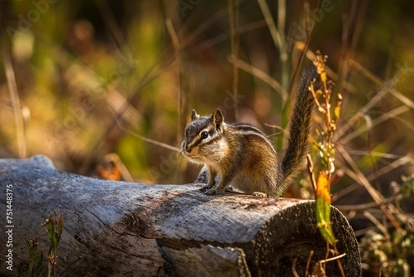 Obraz Cheeky Little Chipmunk