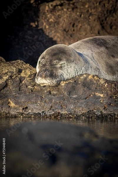 Obraz Monk Seal