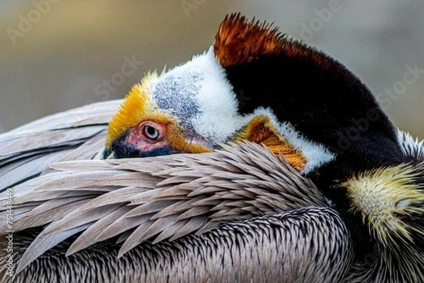 Obraz Pelican Eye
