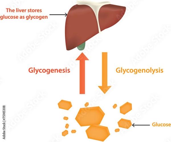 Obraz Glycolysis and Glycogenolysis