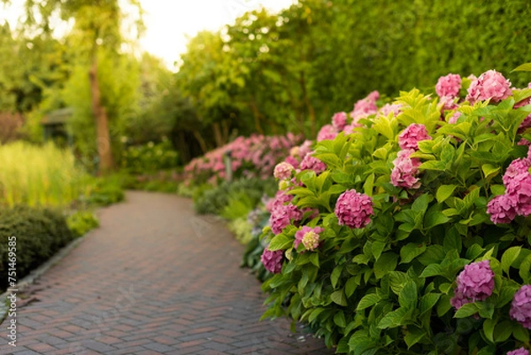 Fototapeta Bushes of lushly blooming pink hydrangea along the alley in the park.