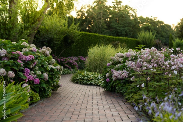 Fototapeta Bushes of blooming pink hydrangea along a cobblestone path in a park