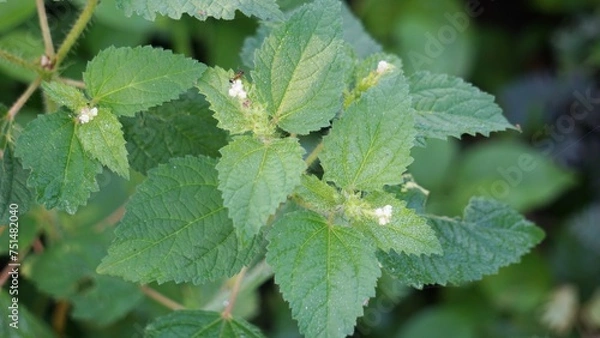 Fototapeta Croton hirtus (Brachystachys hirta, Croton glandulosus). Croton hirtus is an erect annual herbaceous plant, more or less branched, entirely covered with long and stellate hairs