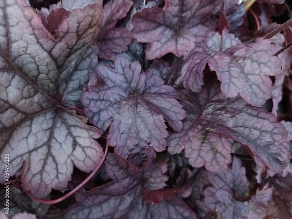Obraz Heuchera 'Shanghai'